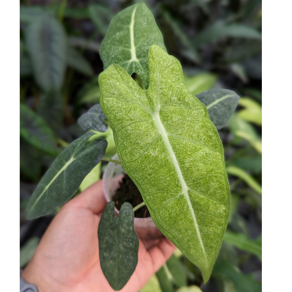 開心農元-觀葉植物- 薄荷斑葉絨葉觀音蓮 Alocasia micholitziana Variegated 'Mint
