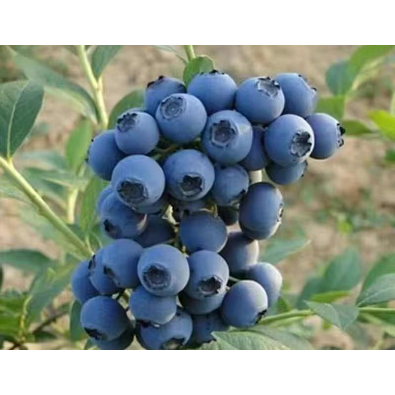 當年結果藍莓種子陽台庭院盆栽地栽種植抗寒藍莓種子