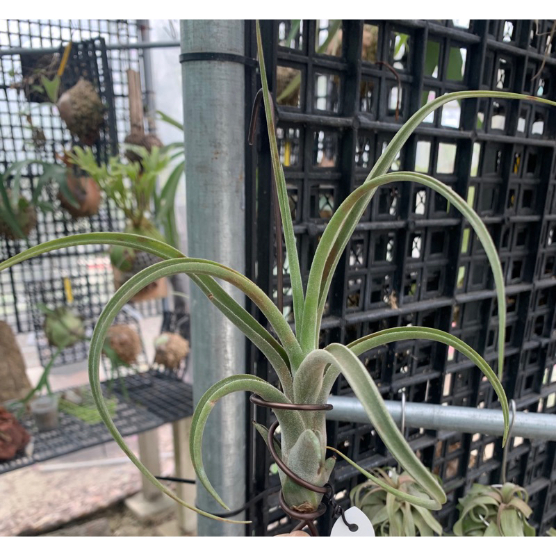 空氣鳳梨Tillandsia 電捲x費西