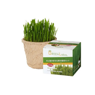 《GREEN Labo》日本DIY新鮮貓草種植包