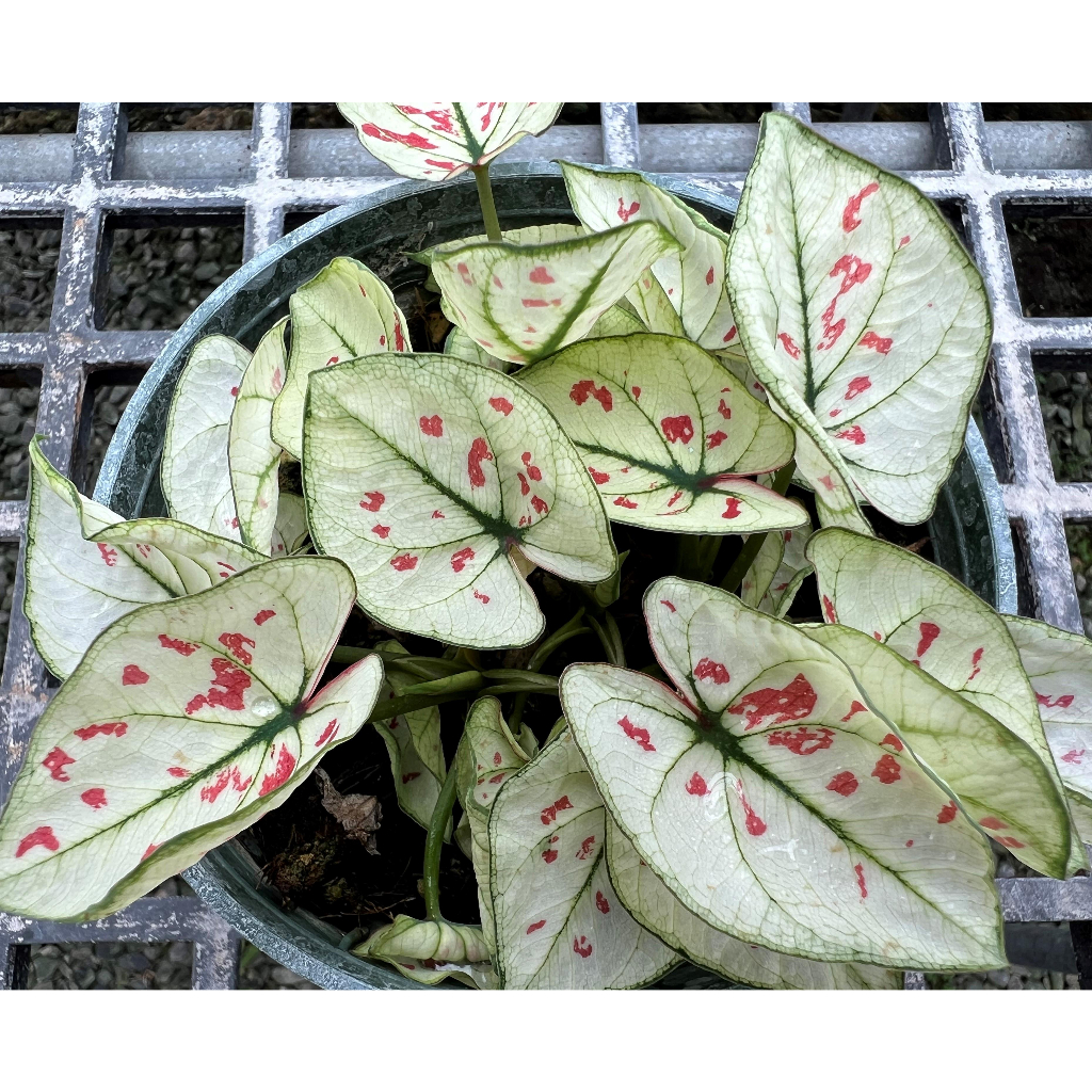 彩葉芋(草莓奶昔)---2.5吋 /觀葉植物