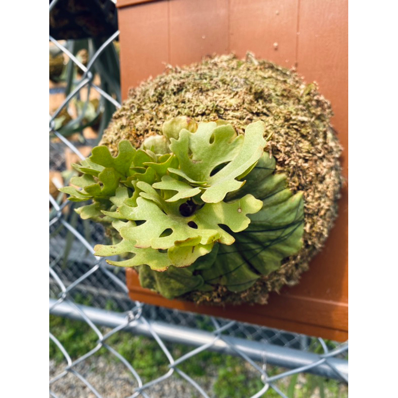 蕨士樂~Jazz Ferns!侏儒銀葉亞猴 P.Ridleyi dwarf silver-（已出手穩根大尺吋、出手小苗）