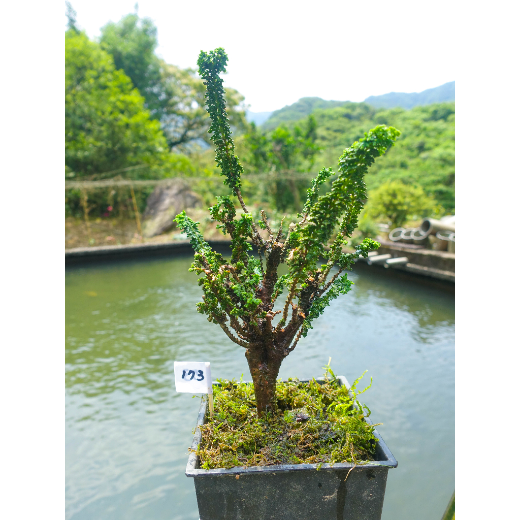 #173中 4年以上自培植健康翠綠療化心靈可愛日本石化檜