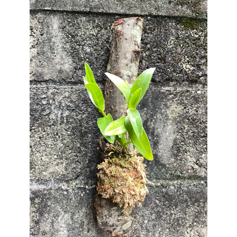 粉夢幻春石斛櫻花木條水苔附植自然共生，簡約文青風種植，販售植株圖1