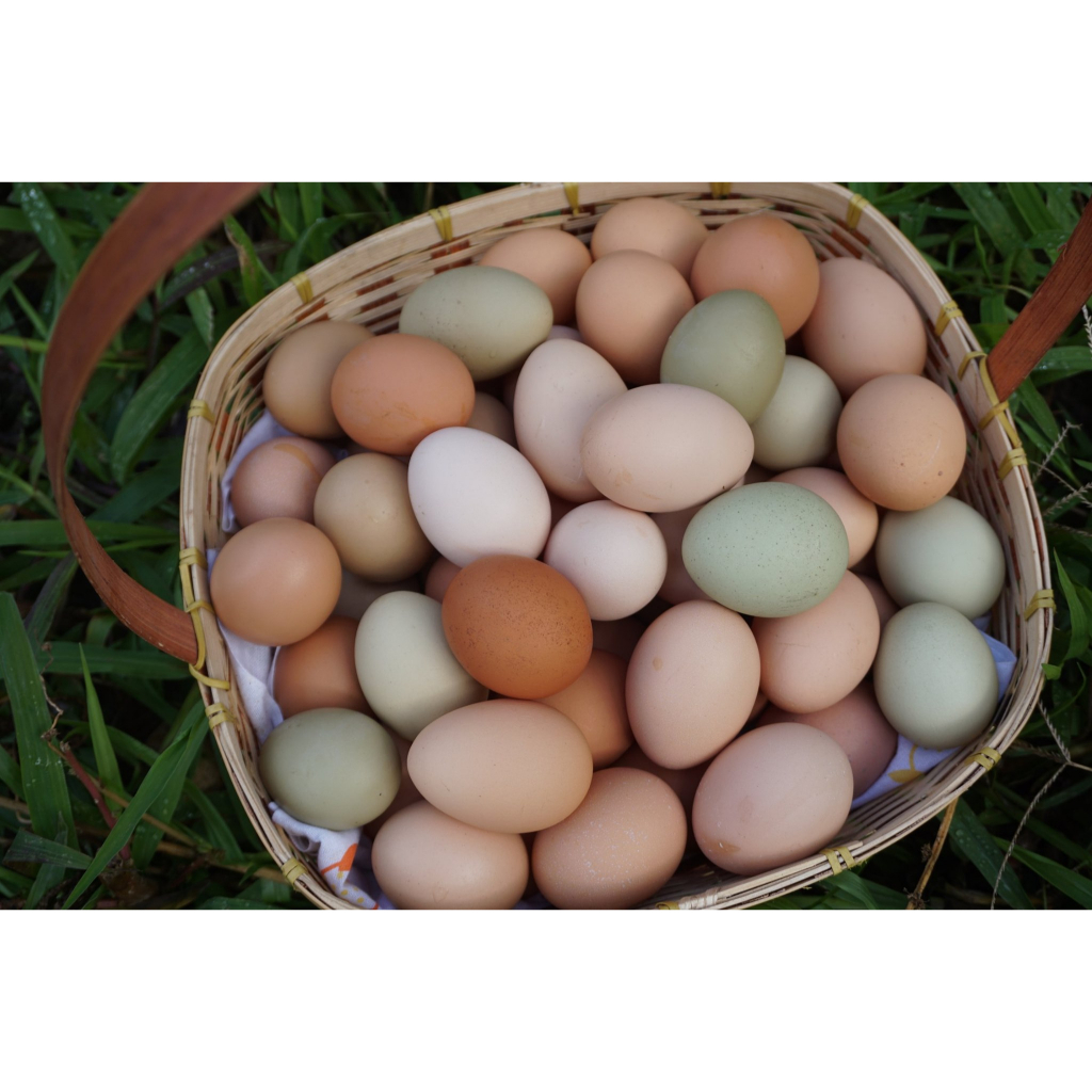 《每日限量》放牧彩色雞蛋 完全野外飼養 森培家小農 比有機更高規格