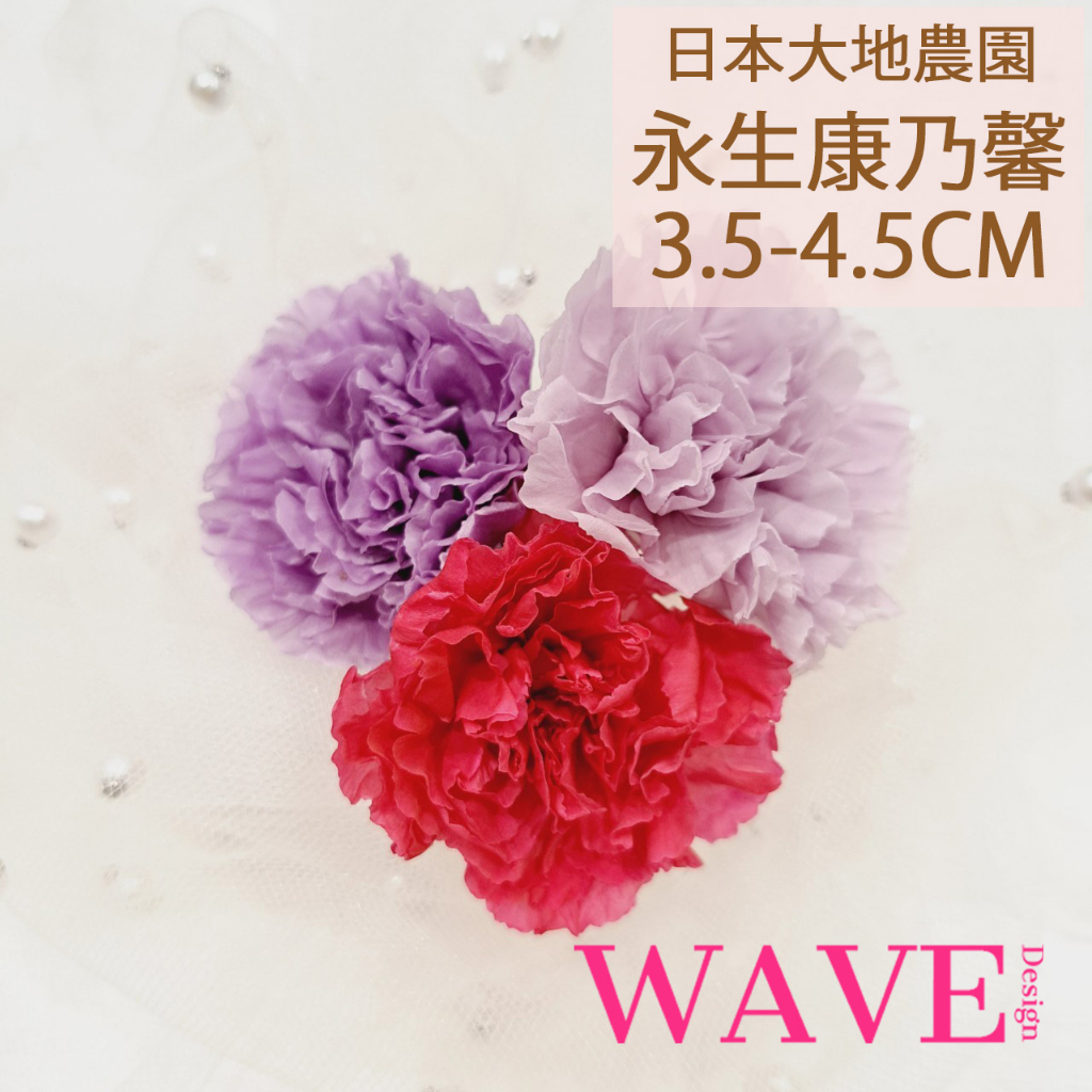 《WAVE Design 》日本大地農園3.5-4.5cm 永生康乃馨 乾燥花 花材 永生花 不凋花 天然乾燥花 母親節