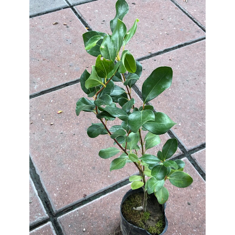 香水樟｜5吋盆～多年生常綠喬木，高級庭園樹苗⋯