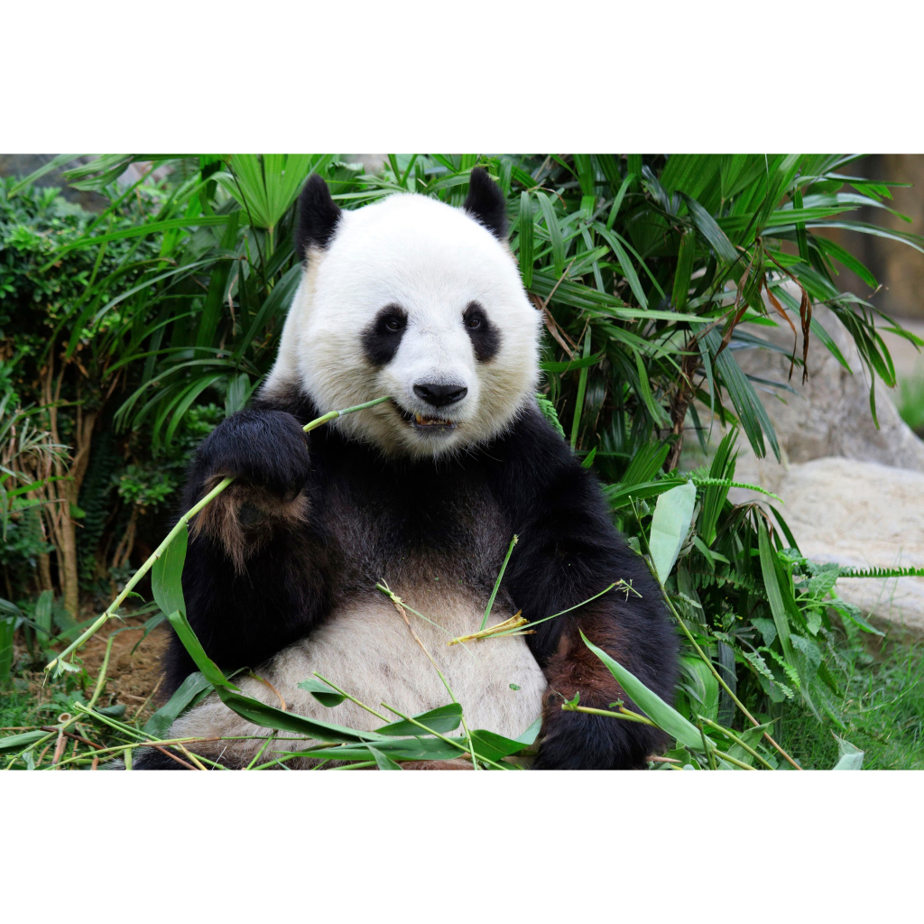 急!!24HR 速度最快 foodpanda 熊貓 便宜代訂 叫餐 訂餐 等等優惠