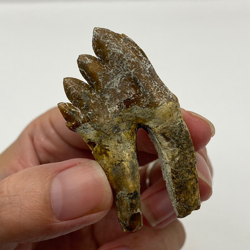龍王鯨雙槽牙齒化石(鯨魚祖先）恐龍 侏羅紀世界 古生物 教材