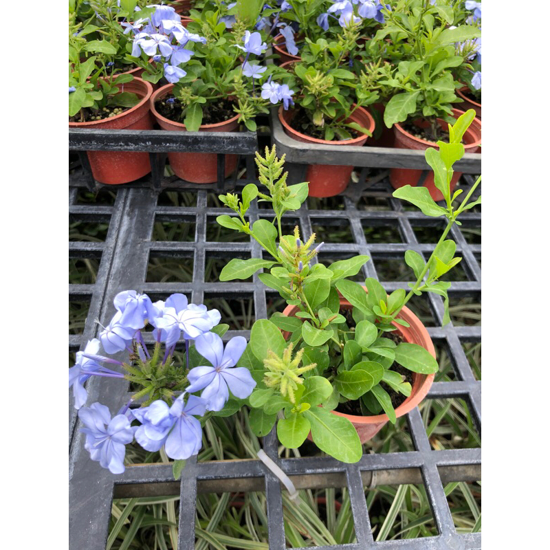 藍雪花 /3吋～多年生常綠開花植物❄️