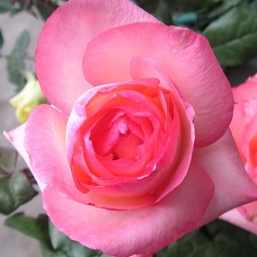《紅脣》🈶貨🌹 玫瑰花盆栽苗 🌹 玫瑰苗 🌹 玫瑰花苗 🌹 玫瑰盆花 🌹玫瑰花🌹