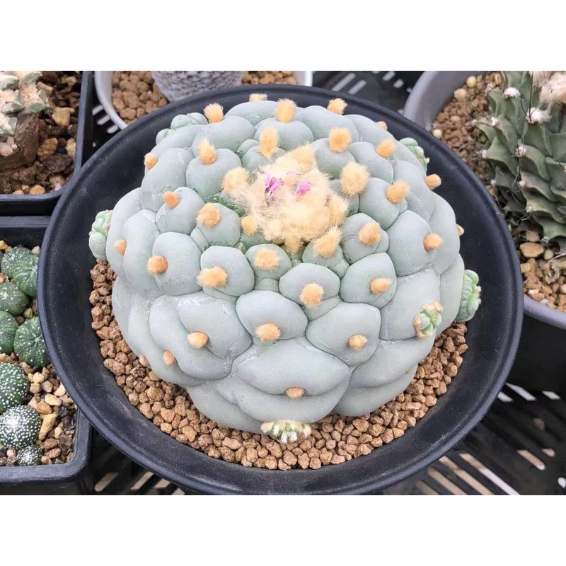 扁平白肌銀冠玉 銀冠玉白的價格推薦- 2025年12月| 比價比個夠BigGo