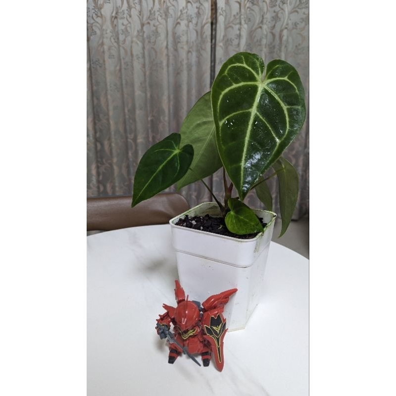 皇火鶴Anthurium regale~正厄瓜多種側芽，經典穩根好照顧&lt;又出新葉&gt;