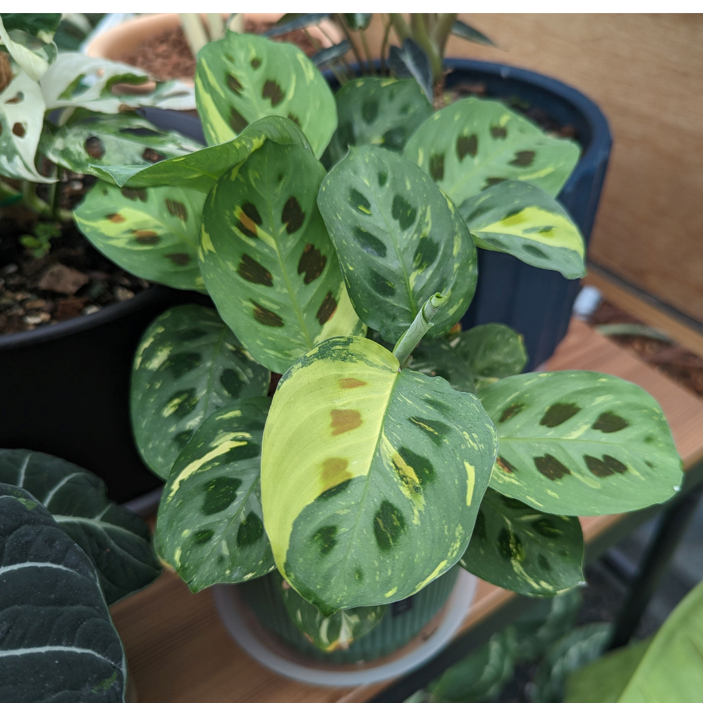 開心農元-觀葉植物- 斑葉熊貓竹芋 Maranta Leuconeura Kerchoveana Variegata