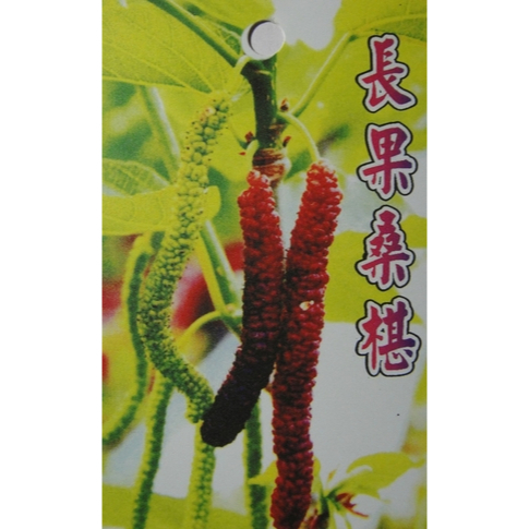 ★ 逗花枝玩 ☆  水果苗 長果桑葚 4吋