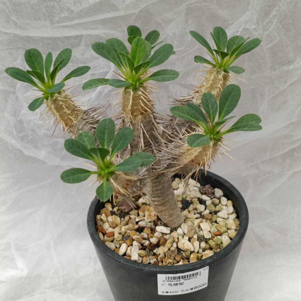 埔茂花市】✦ 4吋 鬼棲閣Euphorbia guillauminiana塊根植物 潮流植物