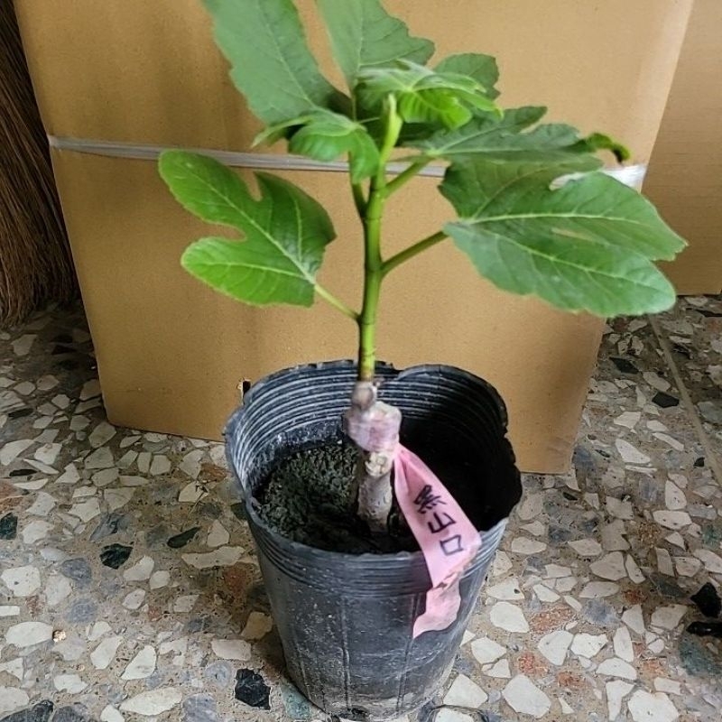 雲秀水果苗-黑山口無花果苗4吋