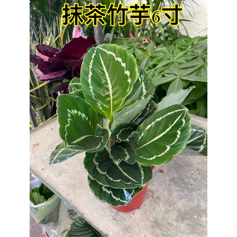 植間森林-綠玫瑰竹芋6吋盆
