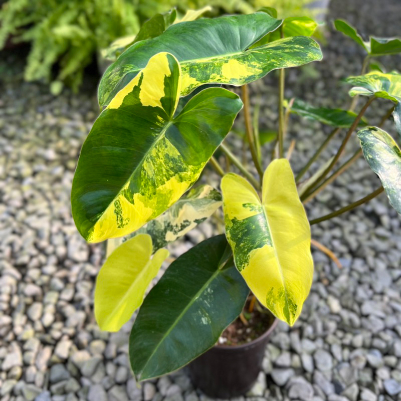 👉霖樺園👈《一物一拍-5吋盆-斑葉獨角獸蔓綠絨》園藝|室內植物|淨化空氣|居家綠化|商業空間綠化|觀葉植物|雨林植物