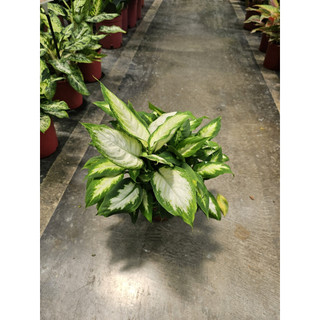 李家果苗 白玉粗勒草 6吋盆 觀葉植物 特價160元