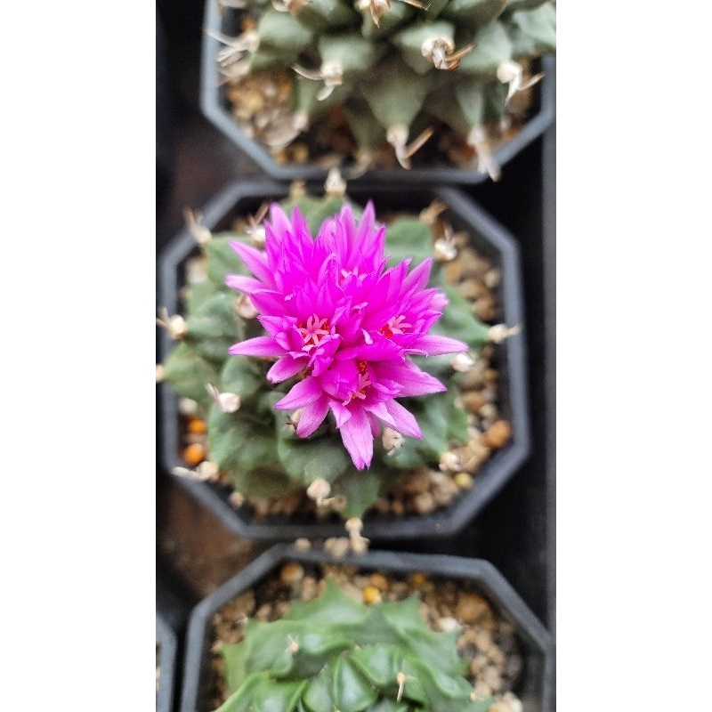 [仙人掌花園] 種子 - T屬阿隆索Turbinicarpus alonsoi