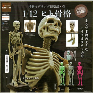❖貓大爺玩具❖現貨 SO-TA 博物模型俱樂部 壹-人骨篇 扭蛋 全4款 人骨 模型