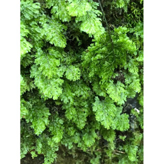 苔鑽🍀❗️買2送1❗️青綠膜蕨「片裝10*10cm」蕨類植物 觀葉植物 迷你盆栽 療癒蕨品 居家飾品