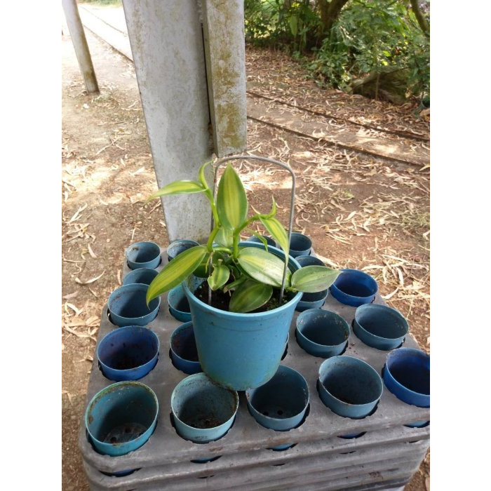 ^花草巷弄^ 5吋盆 // 斑葉梵尼蘭 // 香草莢 // 香草料植物 / 製作香草原料