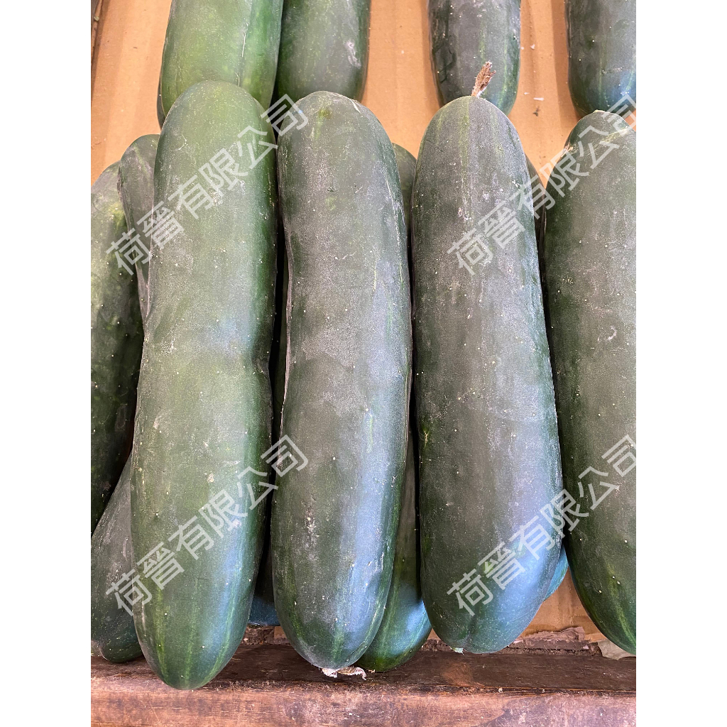 大黃瓜(刺瓜)種子20公克(約700粒)  胡瓜 大胡瓜種子