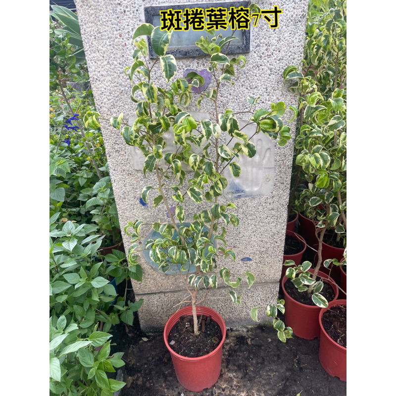 5吋 斑葉捲葉榕 斑葉 捲葉榕 盆栽 植物 樹 ig 網紅 觀葉植物 網紅植物 室內植物 空氣淨化 陽台植物 高級植物