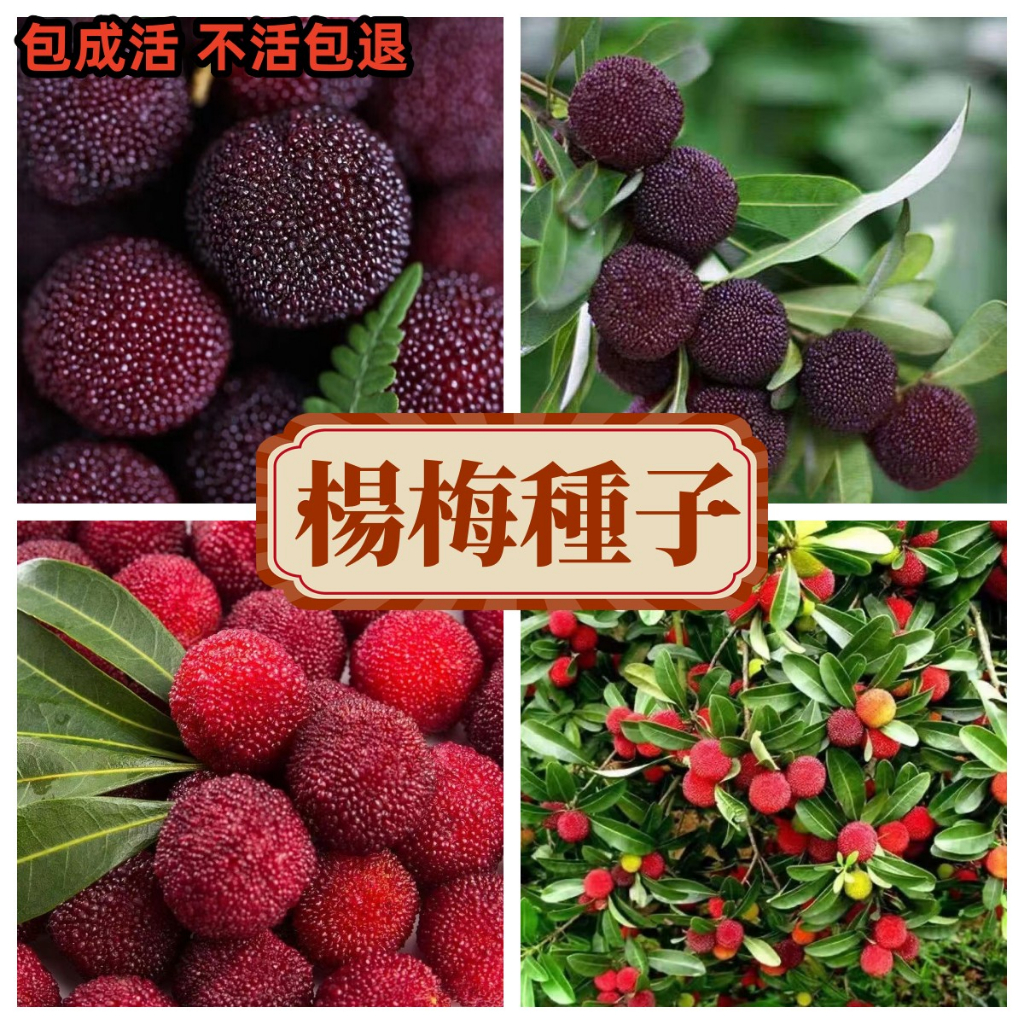 【楊梅種子】四季種植水果種子 庭院果園種植果樹種子 酸甜可口 美味多汁