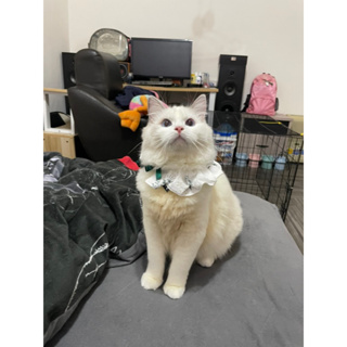 貓貓領巾🧣綁帶領巾🧣漂漂領巾🧣