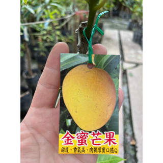 頂耀園藝 金蜜芒果 高度約70-80公分