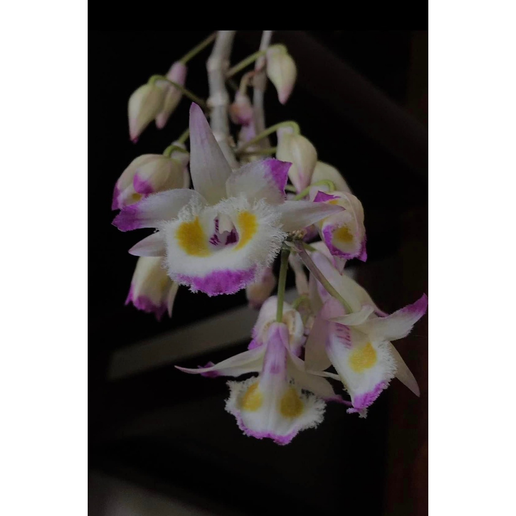 噢葉design "Dendrobium devonianum 寮國齒瓣石斛"  蘭花、塊根植物