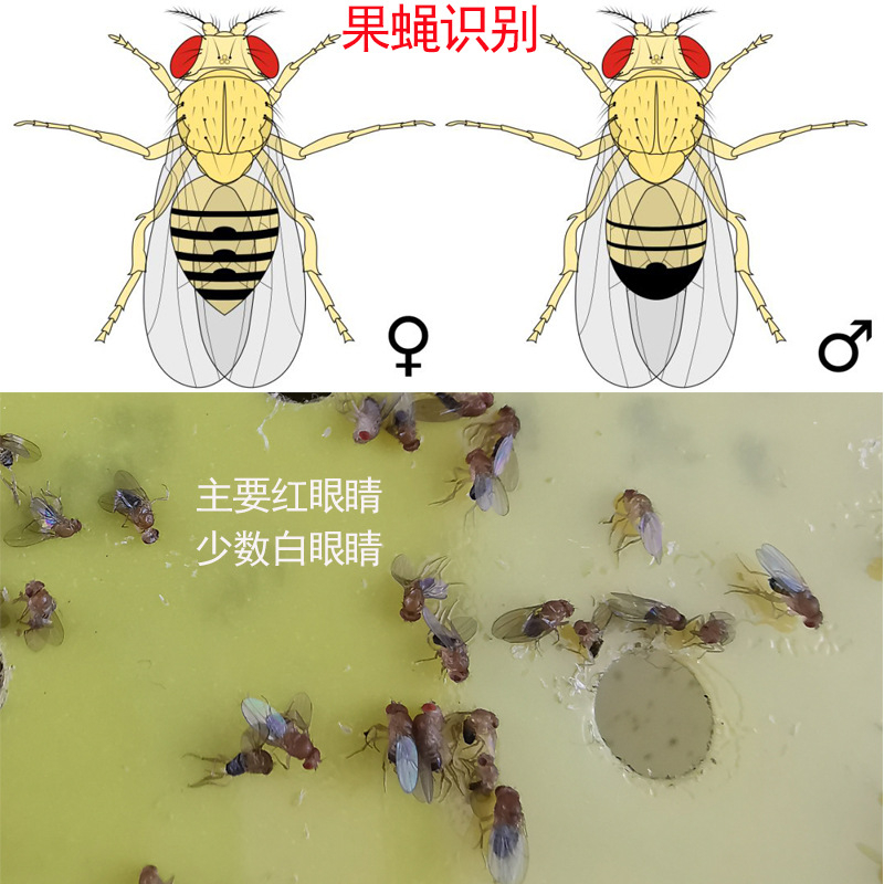 🔥現貨🔥無毒大瓶果蠅誘捕器誘餌液誘粘劑工程裝家用室內餐廳飯店消引誘劑