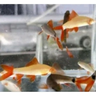 繽紛小支魚，黑白彩鯊 模擬模型 飼料