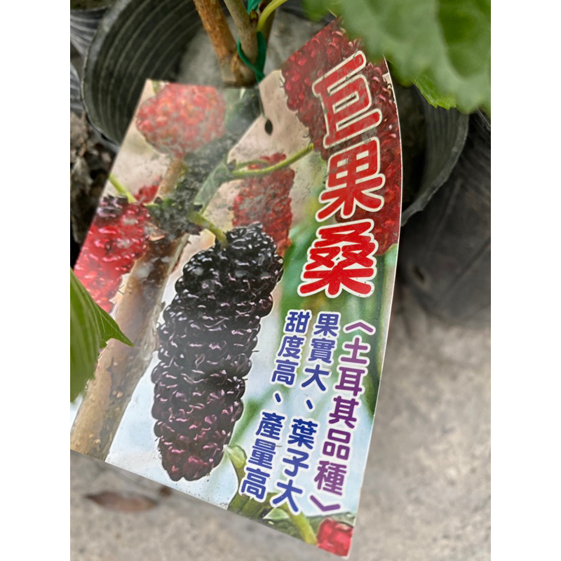 ｛英宏｝巨果桑椹4寸盆 果實大 甜度高 葉子大 水果苗木