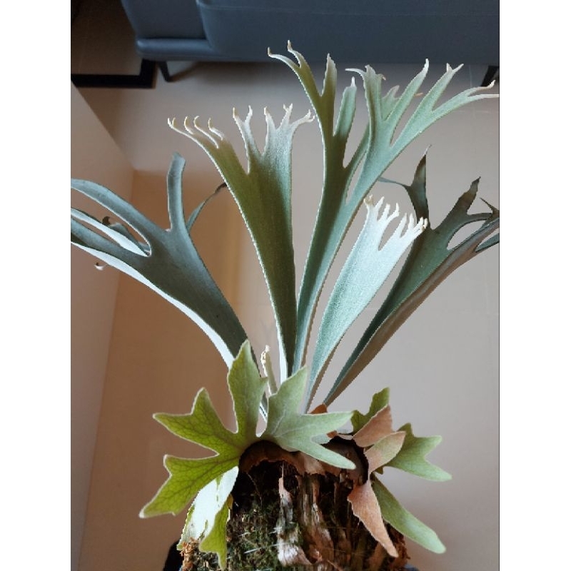 P.veitchii Silver Frond的價格推薦- 2023年10月| 比價比個夠BigGo