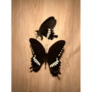【現貨】🦋玉帶鳳蝶🦋 黑白鳳蝶 蝴蝶 昆蟲 模型 乾貨三角紙包裝 #非活體 #類模型 #藝術品