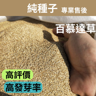 [2025新種子x現貨] 百慕達草 種子 鐵線草 1公斤 狗牙根 草皮 草皮種子 草 |綠化雨仔店