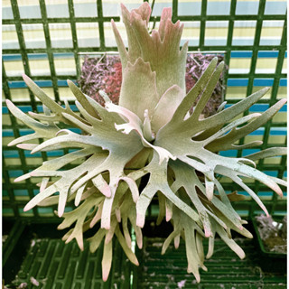 侏儒爪哇-玉女鹿角蕨P. willinckii ‘Jade Girl’ sporeling 鹿角蕨 侏儒爪哇 迷你 細菌