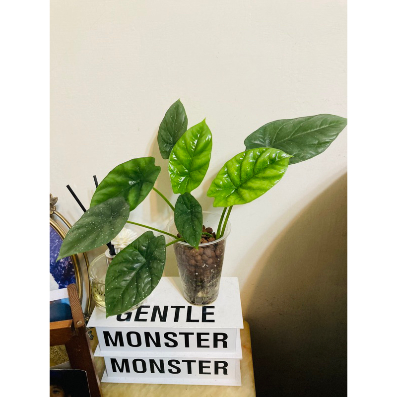 植葉訓練^_^凹凸鏡觀音蓮-Alocasia sinuata🌿 魔鏡 觀音蓮 觀葉植物 天南星科 雨林植物