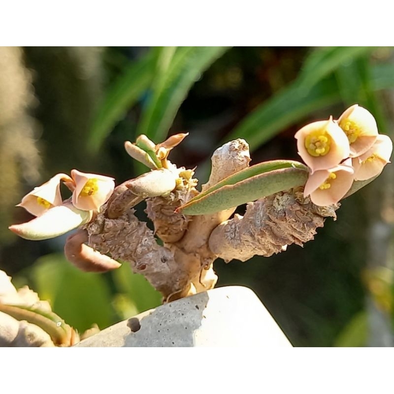 《多Root肉》 大戟科-皺葉麒麟Euphorbia decaryi 多肉植物 塊根植物 仙人掌