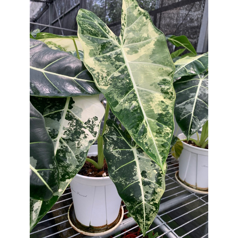 伴日園藝—斑葉絨葉觀音蓮 Alocasia green velvet variegated.