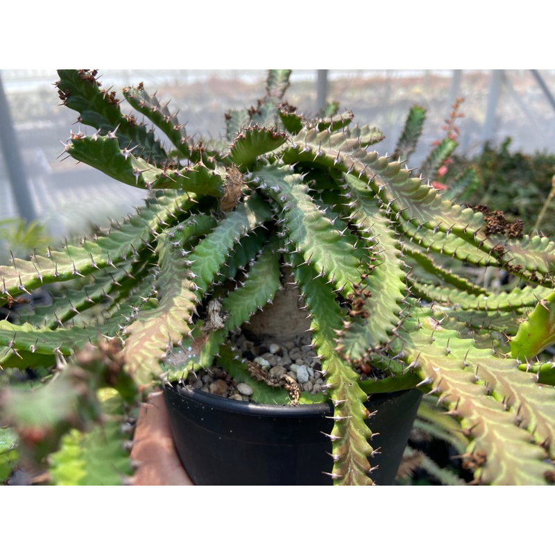 飛龍大戟 Euphorbia stellata 大戟 塊根 / 實生3吋 /奧莉諾多肉園