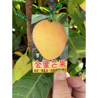 金蜜 芒果🥭｜4吋苖植袋～嫁接果樹苖木⋯