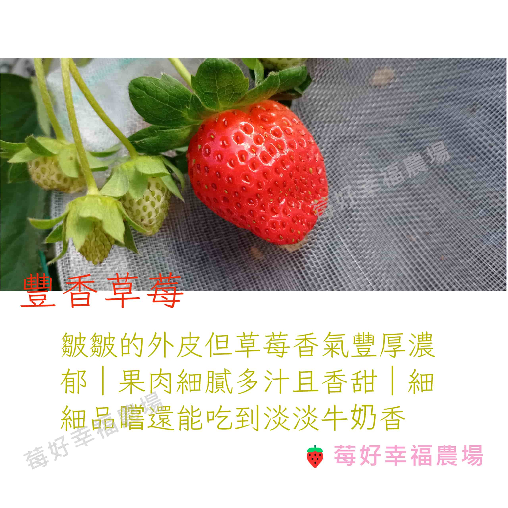 豐香草莓 🍓莓好幸福農場🍓豐香草莓苗 2.5寸軟盆