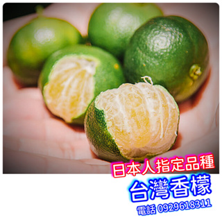 台灣香檬【花開滿滿-盆栽】扁實檸檬，這是最新品種，成樹後結果量多！可種窗台邊，也可以地植！扁實檸檬 甜檸檬