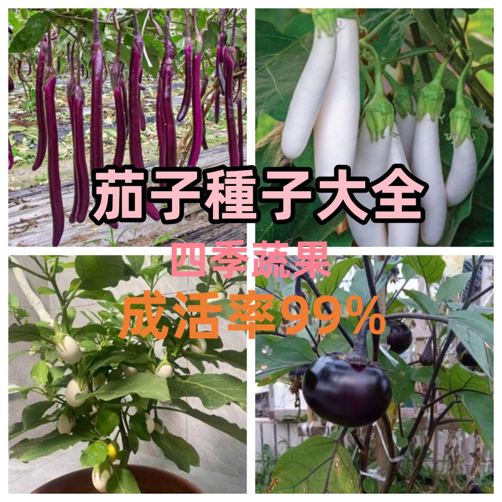 新店大酬客🔥【茄子種子】多款茄子種子大全 紫紅長茄王種子 白茄種子 綠罐茄子 陽臺盆栽蔬菜種子雜交四季種植100%發芽