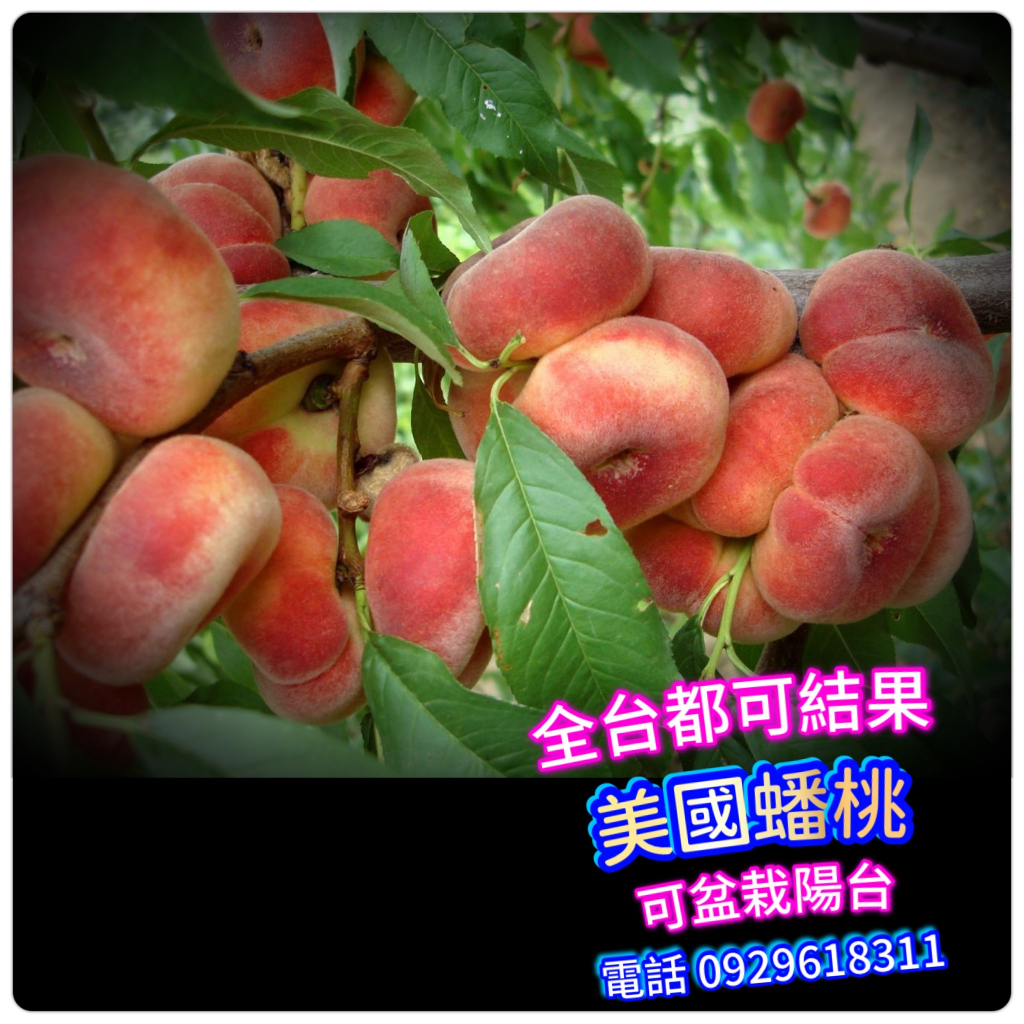 美國蟠桃-嫁接苗盆栽-Flat peach【嫁接苗】瑞蟠2號、瑞蟠3號、瑞蟠5號、紫蟠、燕蟠、美國大紅蟠、油蟠、甜桃、水